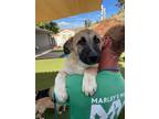 Adopt Tucker a German Shepherd Dog / Mixed dog in Tehachapi, CA (38704825)