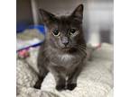 Adopt Lilo a Gray or Blue Domestic Shorthair / Mixed cat in Los Angeles