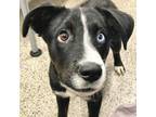 Adopt Jen a Black Mixed Breed (Medium) / Mixed dog in Las Cruces, NM (38655344)
