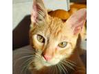 Adopt Yahoo a Orange or Red Domestic Shorthair / Mixed cat in Washington