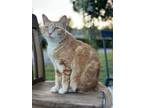 Adopt Ditto a Orange or Red Tabby Tabby / Mixed (medium coat) cat in Brandon