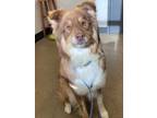 Adopt Huxley a Australian Shepherd / Husky / Mixed dog in Fremont, OH (38751594)