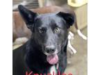 Adopt Knuckles a Black German Shepherd Dog / Mixed dog in Willington