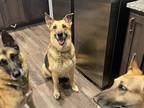 Adopt Lexi a German Shepherd Dog / Mixed dog in Waxahachie, TX (38724003)