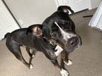 Adopt Rosie a Black - with White American Staffordshire Terrier / Mixed dog in