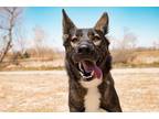 Adopt Louetta a Black - with Tan, Yellow or Fawn German Shepherd Dog dog in