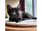 Adopt Lilibet a Tortoiseshell Domestic Shorthair (short coat) cat in