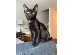 Adopt Leon a All Black Domestic Shorthair (short coat) cat in Mississauga