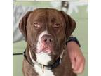 Adopt MICKY ★ URGENT, RED LIGHT! Available for RESCUE or ADOPTION!