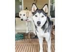 Adopt Kami a White - with Gray or Silver Husky / Mixed dog in Saugus