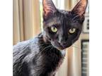 Adopt Zeitoona a All Black Domestic Shorthair / Mixed cat in Washington