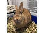 Adopt Vanna a Tan Other/Unknown / Mixed rabbit in Westford, MA (38730723)