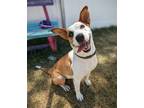 Adopt Laura a Husky / German Shepherd Dog / Mixed dog in Logan, UT (38750774)