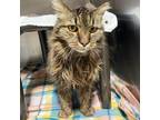 Adopt Bennigan a Domestic Longhair / Mixed (short coat) cat in Fort Lupton