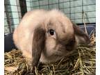 Adopt Pewter a Grey/Silver Lop, Holland rabbit in Westford, MA (38544929)