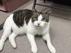 Adopt Prince a White Domestic Shorthair / Domestic Shorthair / Mixed cat in
