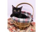 Adopt Acorn II a All Black Domestic Shorthair / Mixed cat in Muskegon