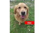 Adopt Zoey - COMING SOON a Tan/Yellow/Fawn Golden Retriever / Mixed dog in West