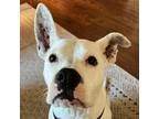 Adopt Gracie a White - with Tan, Yellow or Fawn American Staffordshire Terrier /