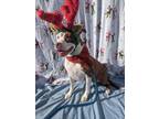 Adopt Bullseye a American Pit Bull Terrier / Mixed dog in Richmond