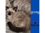 Adopt Frankie - no longer accepting applications a White (Mostly) Siamese /