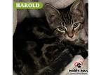 Adopt Harold a Domestic Shorthair / Mixed (short coat) cat in Council Bluffs