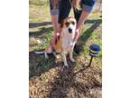 Adopt FERN (SC) a Mixed Breed (Medium) dog in San Angelo, TX (38470412)