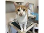 Adopt Captain a Orange or Red Domestic Shorthair / Mixed cat in Kanab