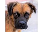 Adopt Chex a Brown/Chocolate Mixed Breed (Medium) / Mixed dog in Las Cruces