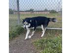 Adopt Meeska a Black Husky / Mixed dog in Dickinson, TX (38600117)