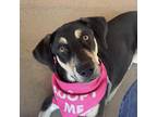 Adopt Merry a Black Black and Tan Coonhound / Husky / Mixed dog in Huntsville