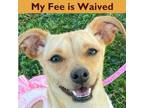 Adopt Dulce a Tan/Yellow/Fawn Mixed Breed (Small) / Mixed dog in Pleasanton