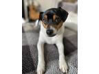 Adopt Riley a Tricolor (Tan/Brown & Black & White) Feist / Beagle / Mixed dog in