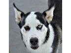 Adopt Bruce a Black Mixed Breed (Medium) / Mixed dog in Las Cruces