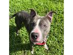 Adopt Billy a Gray/Silver/Salt & Pepper - with Black Mixed Breed (Medium) /