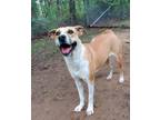 Adopt Sugar a Black Mouth Cur / Labrador Retriever / Mixed dog in Tool