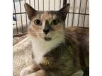 Adopt Remy a Calico or Dilute Calico Domestic Shorthair / Mixed cat in Cumming
