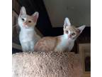 Adopt Mattison & Monroe (Bonded) a White (Mostly) Siamese (medium coat) cat in