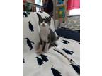 Adopt Bowser a Gray or Blue (Mostly) Domestic Shorthair / Mixed (short coat) cat