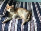 Adopt Georgie a Tan or Fawn (Mostly) Domestic Shorthair (short coat) cat in