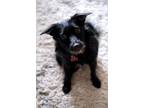 Adopt Betty a Black Terrier (Unknown Type, Small) / Mixed dog in Encino