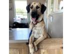 Adopt JUNEBUG a Tan/Yellow/Fawn Anatolian Shepherd / Mixed Breed (Large) / Mixed