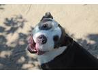Adopt Lincoln Logs a White American Staffordshire Terrier / Mixed dog in Evans