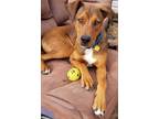 Adopt Buddy Boy- Adoption Pending a Red/Golden/Orange/Chestnut Redbone Coonhound