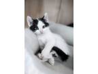 Adopt Calypso a Black & White or Tuxedo American Shorthair (short coat) cat in