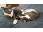 Adopt Bell and Pepper (2 cats!) a Tiger Striped Domestic Shorthair / Mixed