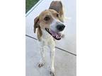 Adopt Conan a White Treeing Walker Coonhound / Mixed dog in Jacksonville