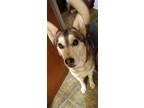 Adopt Ginger a Tan/Yellow/Fawn - with White Husky / German Shepherd Dog / Mixed