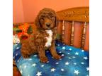 Goldendoodle Puppy for sale in Seneca, KS, USA