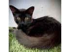 Adopt Dizzy a All Black Domestic Shorthair / Mixed cat in Los Angeles